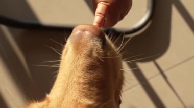 Bir bebek eli Golden Retriever 'a doğru uzanıyor. Sabah kahvaltısı sırasında bebek ve köpek etkileşimlerini gösteren parmaklarını nazikçe yalıyor.