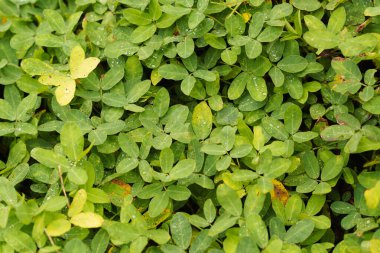 Yeşil Yapraklar Sabah Çiyi Damlalarıyla Taze Doğal Bir Arkaplan Oluşturuyor