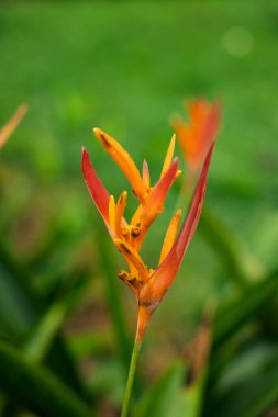 Canlı Turuncu ve Sarı Heliconia psittacorum Yumuşak Yeşil Bokeh Arkaplanına Karşı