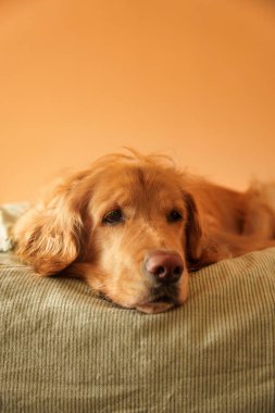 Yumuşak tonlu turuncu arka planı ve çizgili yeşil yatak odası battaniyeleri ile yumuşak bir yatakta uzanan rahatlamış golden retriever güneş ışınları odayı aydınlatmaya başladığında