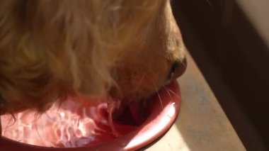 Golden Retriever 'ın kırmızı bir kaseden su içtiği yakın plan. Ilık güneş ışığıyla aydınlatılıyor.