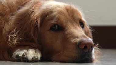 Golden retriever yerde yatıyordu. Nazik ve meraklı bir bakışla gözlerini ve burnunu oynatıyordu.