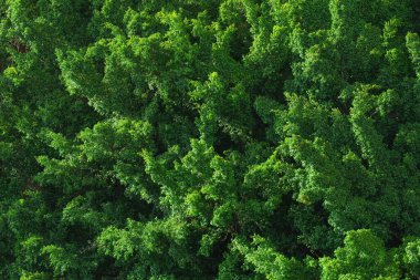 Yoğun, canlı yeşil bir ormanın tepeden aşağı görüntüsü, arka plan, doğa dokusu, sürdürülebilirlik, büyüme ve çevresel koruma için ideal doğal bir doku sunuyor.
