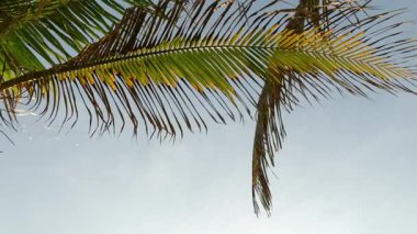 Palmiye Ağacı Mavi Gökyüzü Tropikal Tatil Konseptini Çerçeveledi