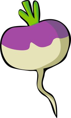 Şalgam vektör çizimi. Beyaz arkaplanda izole.