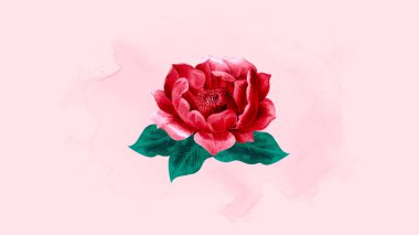 Pembe arka planda kırmızı bir gül