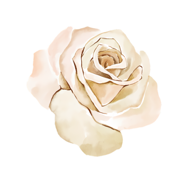 Yumuşak, zarif yaprakları olan beyaz bir gülün suluboya çizimi.