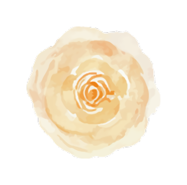 Yumuşak turuncu yapraklı, güzel bir gülün suluboya resmi..