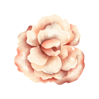 Güzel, katmanlı, narin şeftali ve krema çiçeğinin suluboya çizimi