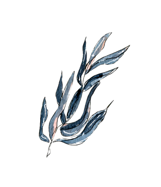 Uzun, zarif, mavi-gri yapraklı bir filizin suluboya çizimi.