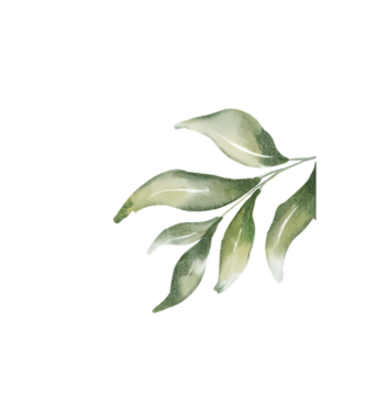 Zarif yeşil yapraklar içeren zarif suluboya çizimler, botanik tasarım ve dekorasyon için mükemmel..