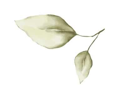 Daldaki iki yaprağın suluboya çizimi, yumuşak yeşil ve sanatsal.