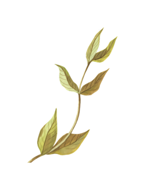 Zarif ve uzun yapraklı ince bir sapın suluboya çizimi