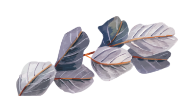 Okaliptüs yapraklarının siyah arkaplana karşı zarif suluboya tasviri