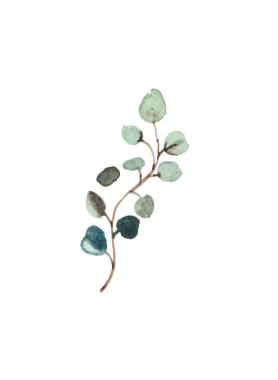 Som siyah arkaplan üzerine suluboya okaliptüs şubesi çizimi, sanat baskısı.