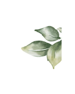 Yumuşak kenarları ve doğal damarları olan narin yeşil yaprakların suluboya resmi..