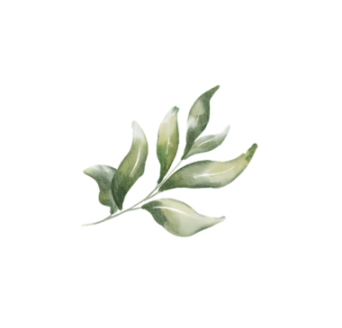 Siyah arkaplana karşı yeşil yapraklardan oluşan narin bir filizin suluboya çizimi