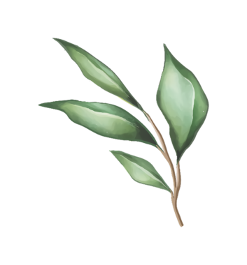 Bir saptaki yeşil yaprakların suluboya çizimi, botanik tasarımlar için mükemmel.