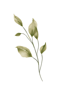 Narin bir yeşil yaprak dalının suluboya resmi, botanik sanatı, doğa illüstrasyonu.