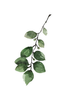 Yeşil yapraklı bir dalın suluboya çizimi, sanat ve tasarım projeleri için mükemmel..