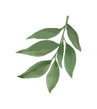 Bir saptaki yeşil yaprakların suluboya çizimi, doğadan esinlenilmiş tasarım, zarif.