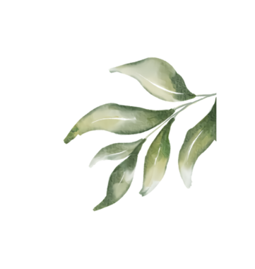 Siyah arka planda yeşil yaprakları olan yapraklı bir dalın zarif suluboya resmi..