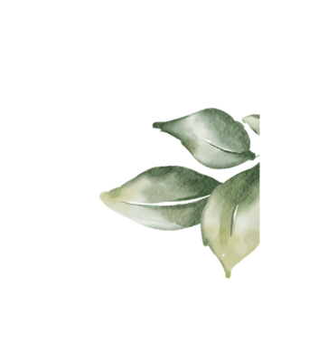 Siyah arka planda, sanatsal botanik üzerinde narin yeşil yaprakların suluboya çizimi.