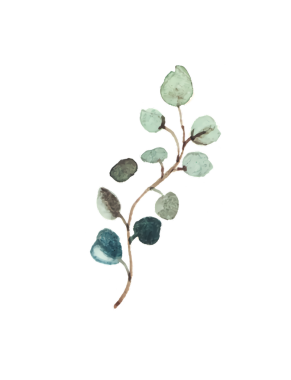 Suluboya okaliptüs dal çizimi, ince yaprak detayları ve toprak tonlarıyla zarif botanik tasarımı.