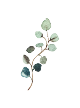 Siyah arkaplan üzerine suluboya okaliptüs dalı çizimi, botanik sanatı.