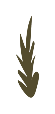 Siyah arkaplana karşı stilize edilmiş zeytin yeşili bir yaprak içeren soyut botanik çizim.