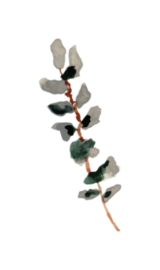 Okaliptüs yapraklarının suluboya bir gövde üzerinde, minimalist botanik çizim.