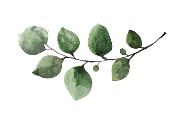 Yeşil yapraklı bir dalın suluboya çizimi, zarif tasarımlar için mükemmel.