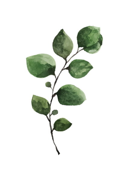 Birden fazla yaprağı ve koyu bir sapı olan yeşil bir bitki dalının suluboya çizimi.