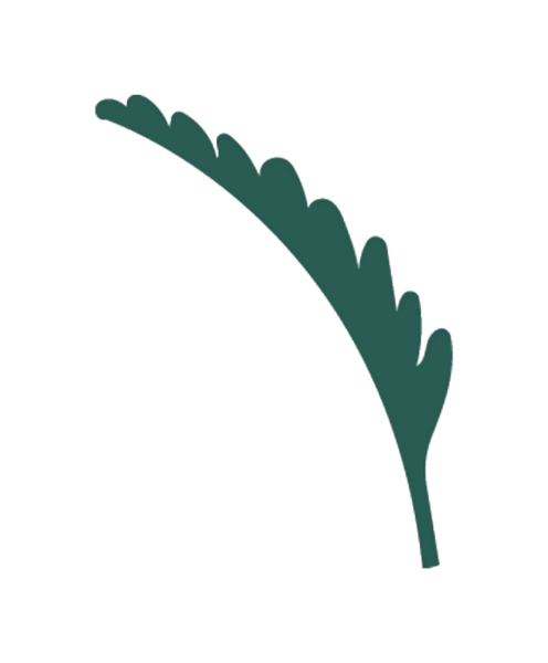 Kıvrımlı, koyu yeşil bir yaprak tasviri, siyah arka planda deniz tarağı kenarlı..