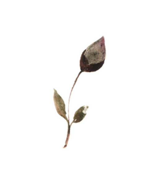 Yapraklı bir filizin suluboya çizimi ve tek bir kapalı tomurcuk, siyah üzerine izole.