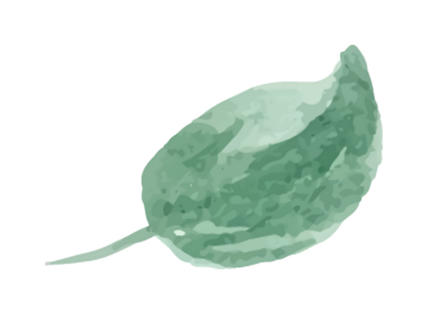 Yeşil yaprağın suluboya çizimi, doğanın narin güzelliğini ve organik şekillerini gözler önüne seriyor..