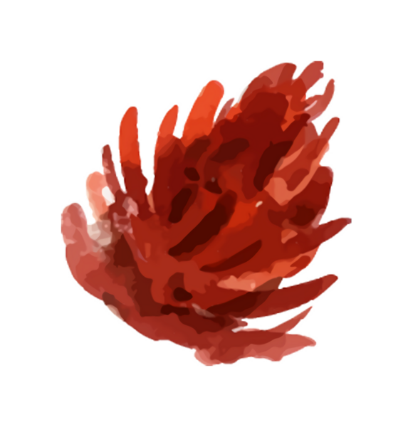 Ayrıntılı Taç Yapısı ile Kırmızı Çiçek Renklendirmesi, İzole