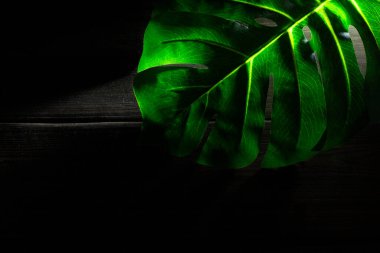 Tahta arka planda Canavarın yeşil yaprağı