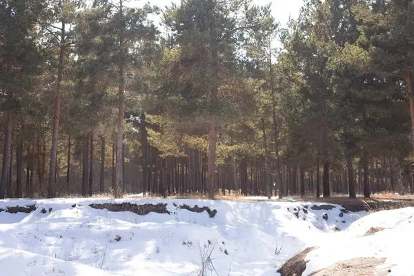 Güneşli bir günde kış ormanı manzarası.