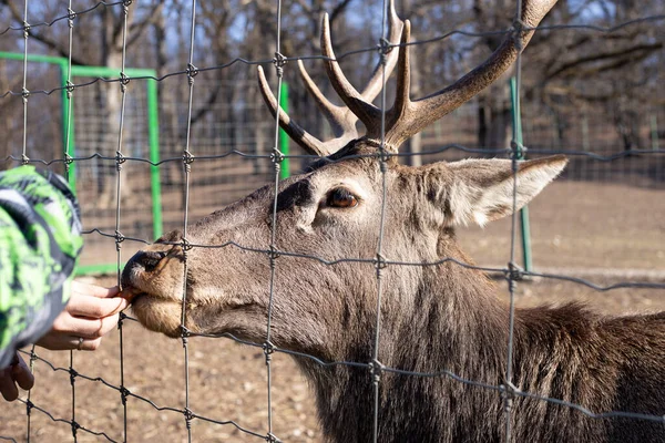 bir çiftlikte beslenen geyik ve geyik