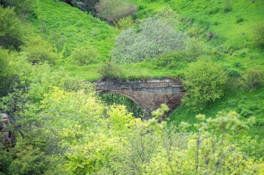 Ormanın güzel manzarası