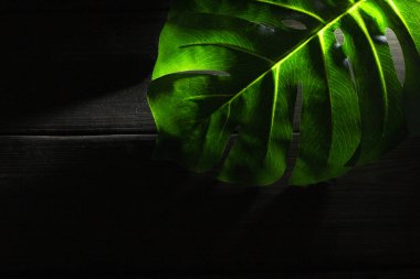 Tahta arka planda Canavarın yeşil yaprağı