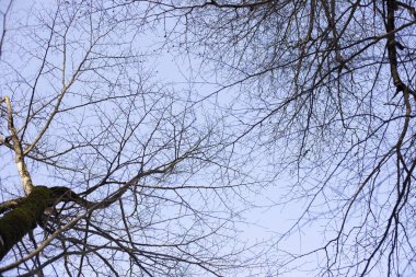 Çam ağacının altından mavi gökyüzüne doğru