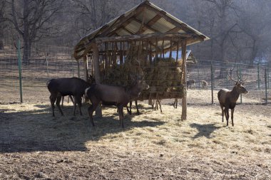 Ormanda büyük geyik