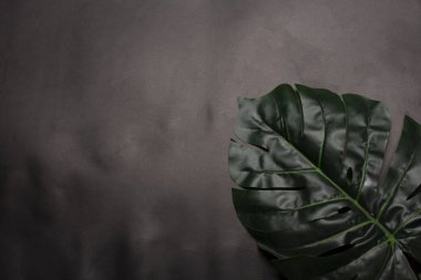 Canavarın yeşil yaprağı siyah arkaplanda