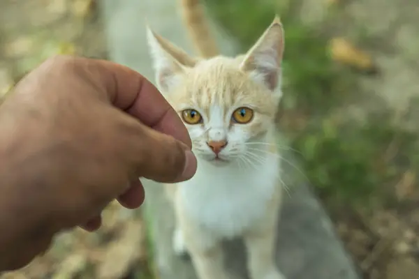 man  feeding a small cat