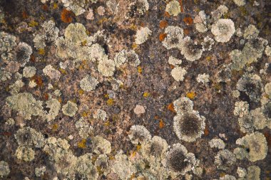 kaya dekor doku veya arka plan taş.