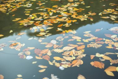 Gölette renkli sonbahar yaprakları