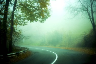 Bir sisli karanlık gizemli çam orman geçer bir asfalt yol.