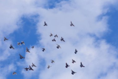 Mavi gökyüzünde bir sürü kuş